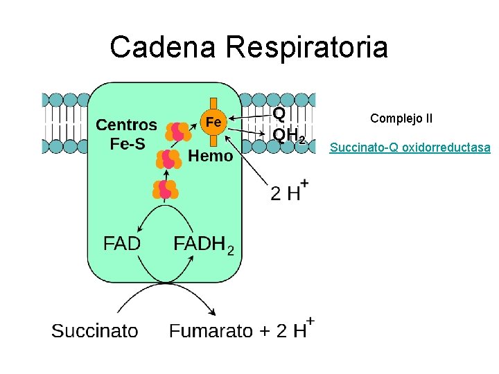 Cadena Respiratoria Complejo II Succinato-Q oxidorreductasa 