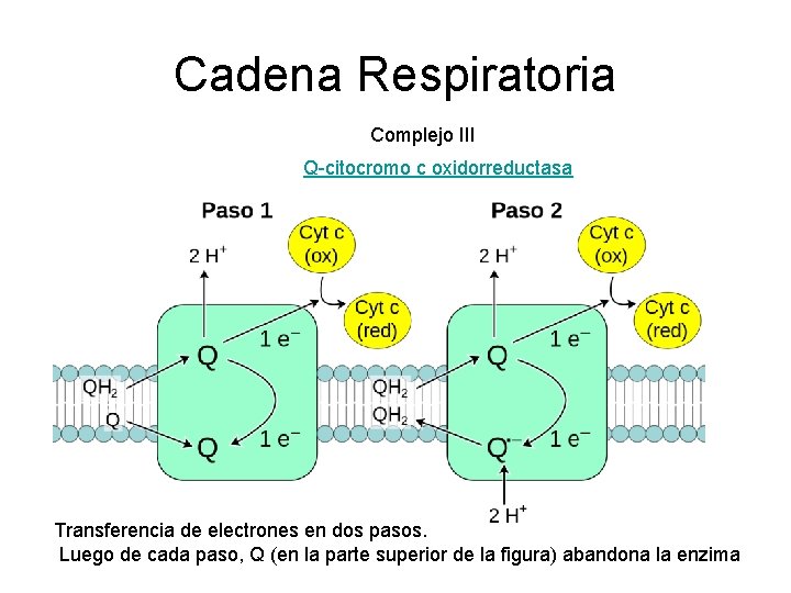 Cadena Respiratoria Complejo III Q-citocromo c oxidorreductasa Transferencia de electrones en dos pasos. Luego