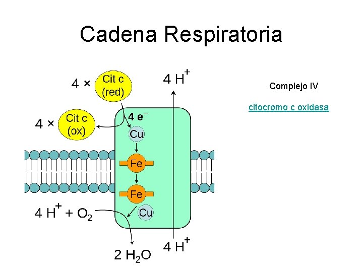 Cadena Respiratoria Complejo IV citocromo c oxidasa 