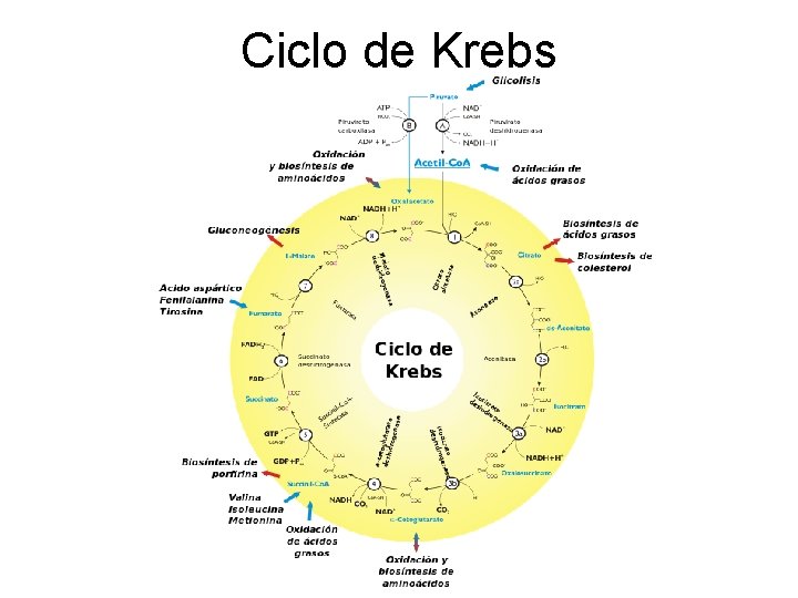 Ciclo de Krebs 