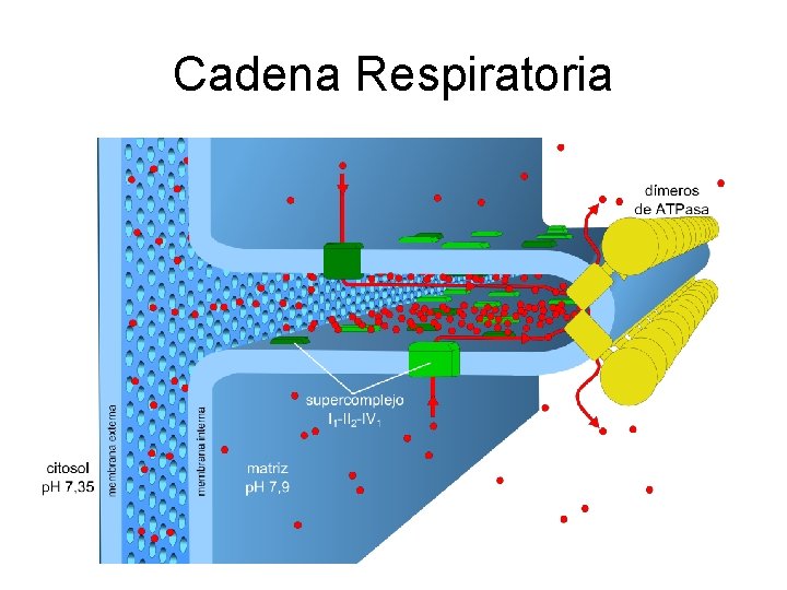Cadena Respiratoria 