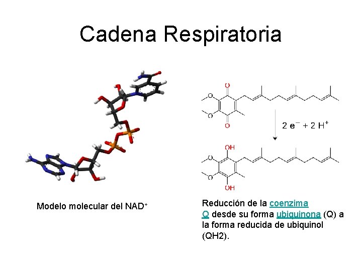 Cadena Respiratoria Modelo molecular del NAD+ Reducción de la coenzima Q desde su forma