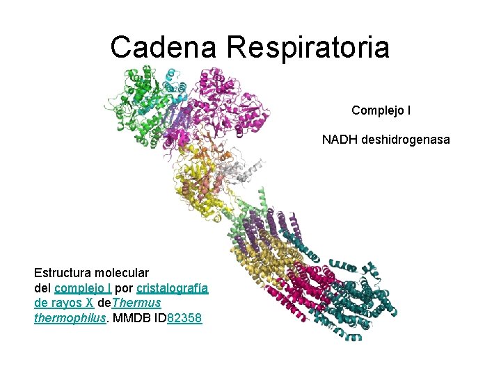 Cadena Respiratoria Complejo I NADH deshidrogenasa Estructura molecular del complejo I por cristalografía de