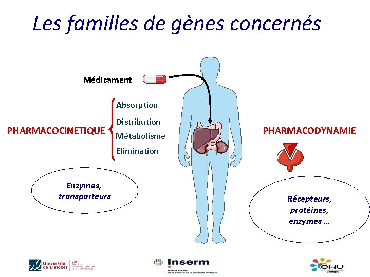 Les familles de gènes concernés Médicament Absorption PHARMACOCINETIQUE Distribution Métabolisme PHARMACODYNAMIE Elimination Enzymes, transporteurs