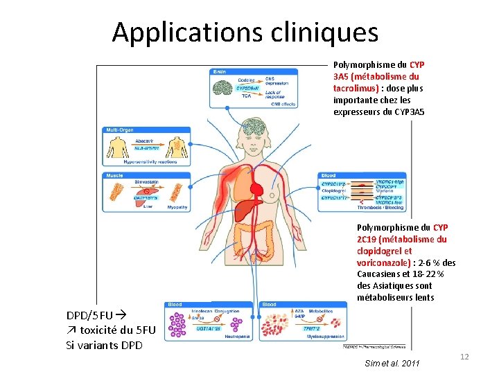 Applications cliniques Polymorphisme du CYP 3 A 5 (métabolisme du tacrolimus) : dose plus