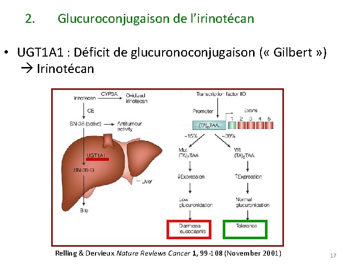 2. Glucuroconjugaison de l’irinotécan • UGT 1 A 1 : Déficit de glucuronoconjugaison (