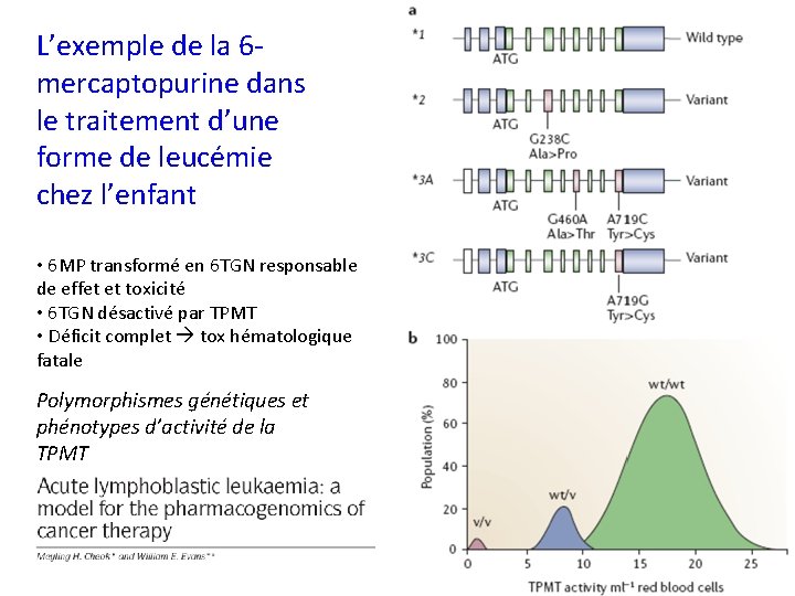 L’exemple de la 6 mercaptopurine dans le traitement d’une forme de leucémie chez l’enfant