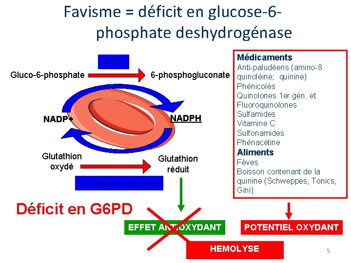 Favisme = déficit en glucose-6 phosphate deshydrogénase Médicaments G 6 PD Anti-paludéens (amino-8 6