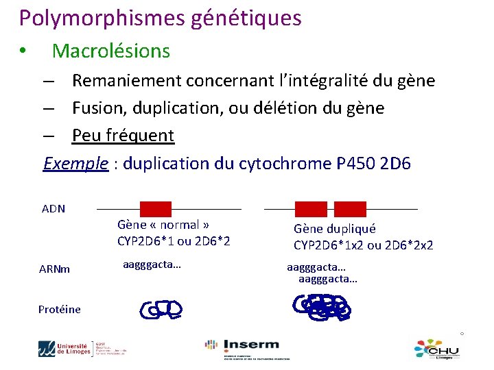 Polymorphismes génétiques • Macrolésions – Remaniement concernant l’intégralité du gène – Fusion, duplication, ou