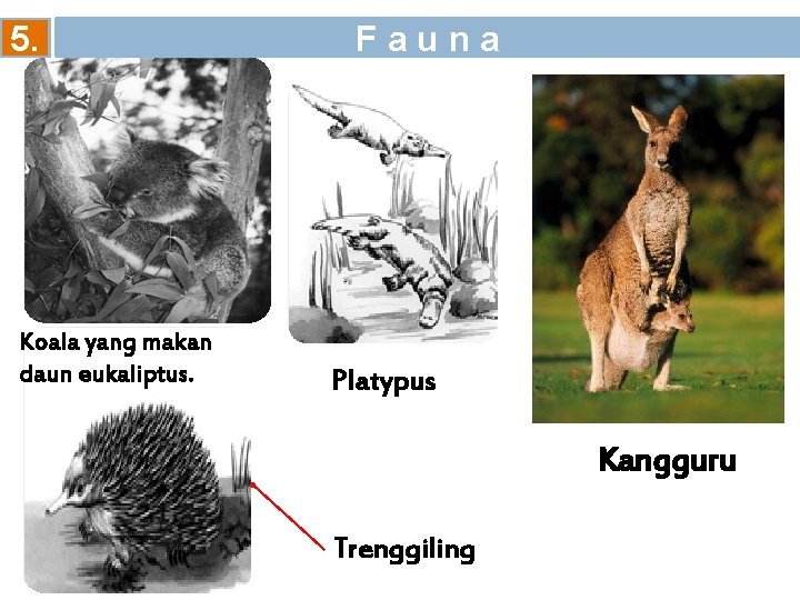 5. Koala yang makan daun eukaliptus. F a u n a Platypus Kangguru Trenggiling