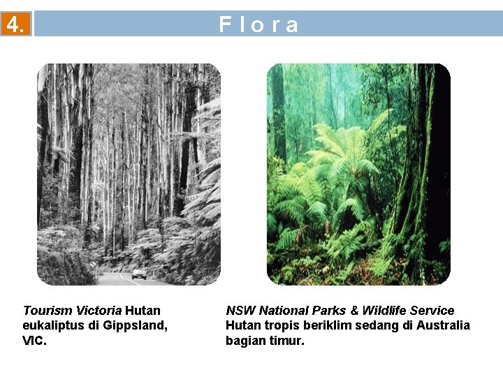 4. Tourism Victoria Hutan eukaliptus di Gippsland, VIC. F l o r a NSW