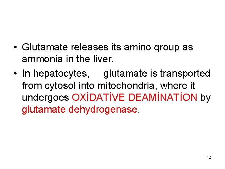  • Glutamate releases its amino qroup as ammonia in the liver. • In