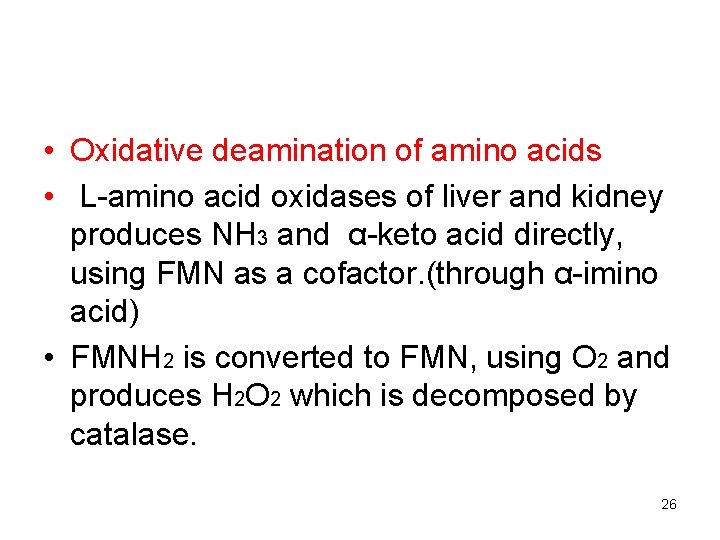  • Oxidative deamination of amino acids • L-amino acid oxidases of liver and