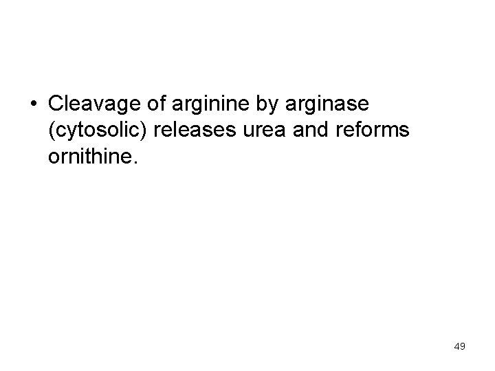  • Cleavage of arginine by arginase (cytosolic) releases urea and reforms ornithine. 49