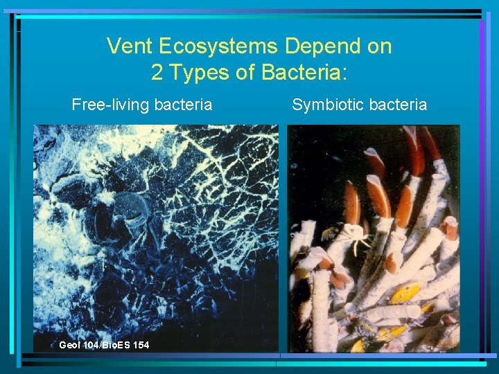Vent Ecosystems Depend on 2 Types of Bacteria: Free-living bacteria Geol 104/Bio. ES 154