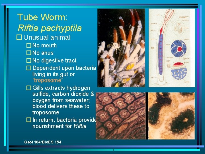 Tube Worm: Riftia pachyptila � Unusual animal � No mouth � No anus �