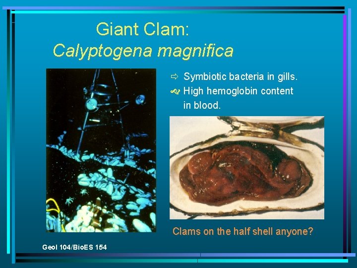 Giant Clam: Calyptogena magnifica ð Symbiotic bacteria in gills. High hemoglobin content in blood.