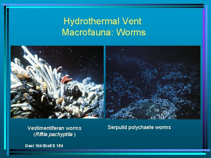 Hydrothermal Vent Macrofauna: Worms Vestimentiferan worms (Riftia pachyptila ) Geol 104/Bio. ES 154 Serpulid