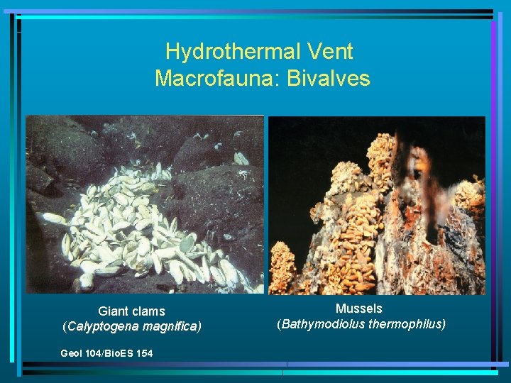 Hydrothermal Vent Macrofauna: Bivalves Giant clams (Calyptogena magnifica) Geol 104/Bio. ES 154 Mussels (Bathymodiolus