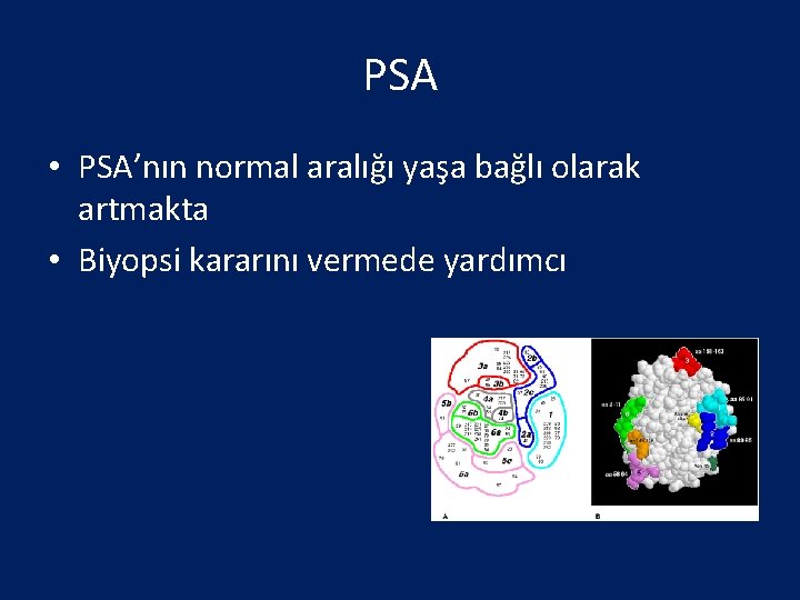 PSA • PSA’nın normal aralığı yaşa bağlı olarak artmakta • Biyopsi kararını vermede yardımcı