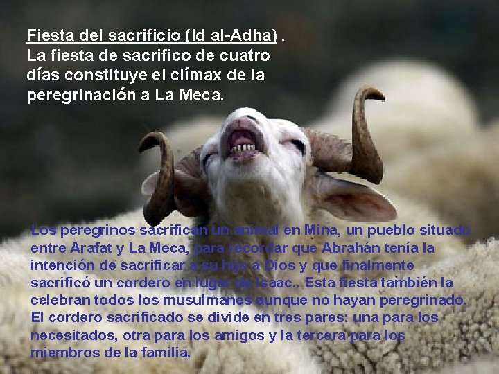 Fiesta del sacrificio (Id al-Adha). La fiesta de sacrifico de cuatro días constituye el