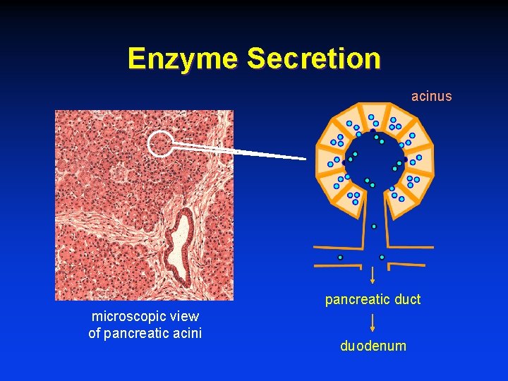 Enzyme Secretion acinus pancreatic duct microscopic view of pancreatic acini duodenum 