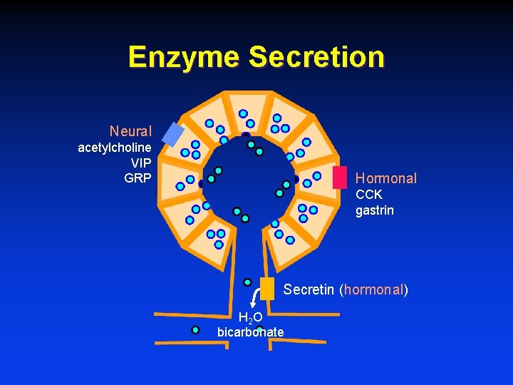 Enzyme Secretion Neural acetylcholine VIP GRP Hormonal CCK gastrin Secretin (hormonal) H 2 O