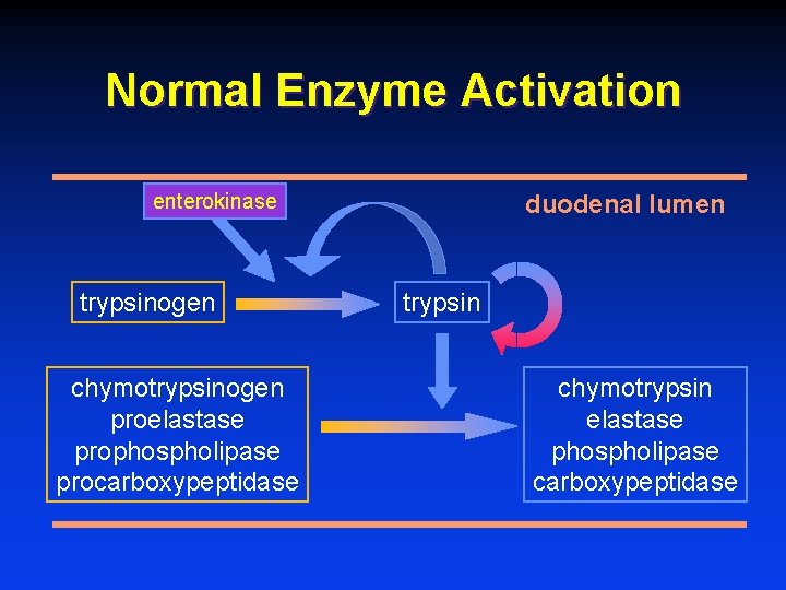 Normal Enzyme Activation enterokinase trypsinogen chymotrypsinogen proelastase prophospholipase procarboxypeptidase duodenal lumen trypsin chymotrypsin elastase