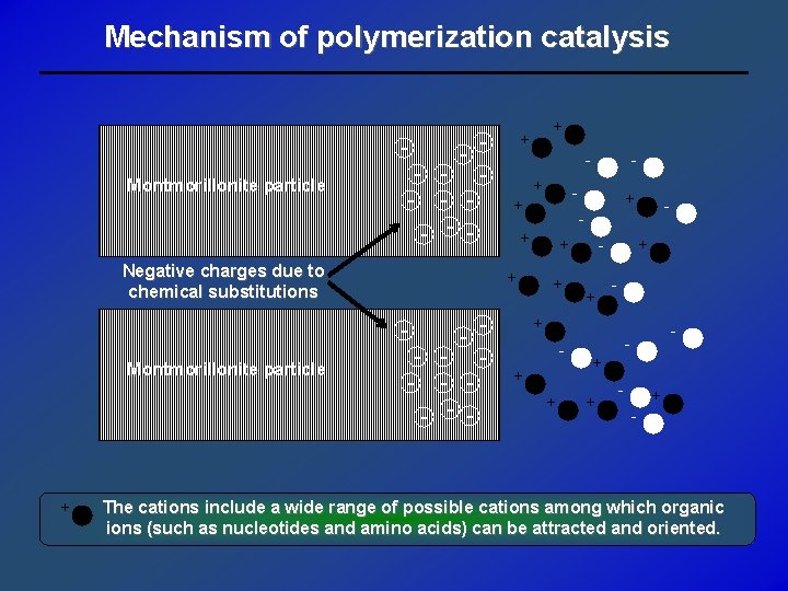 Mechanism of polymerization catalysis - Montmorillonite particle - - + - - - -