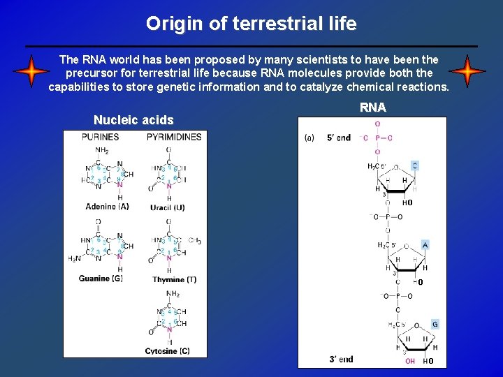 Origin of terrestrial life The RNA world has been proposed by many scientists to