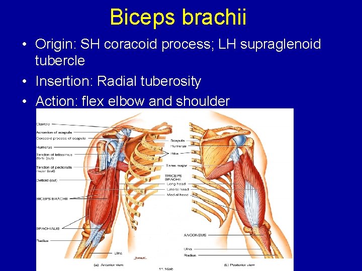 Biceps brachii • Origin: SH coracoid process; LH supraglenoid tubercle • Insertion: Radial tuberosity