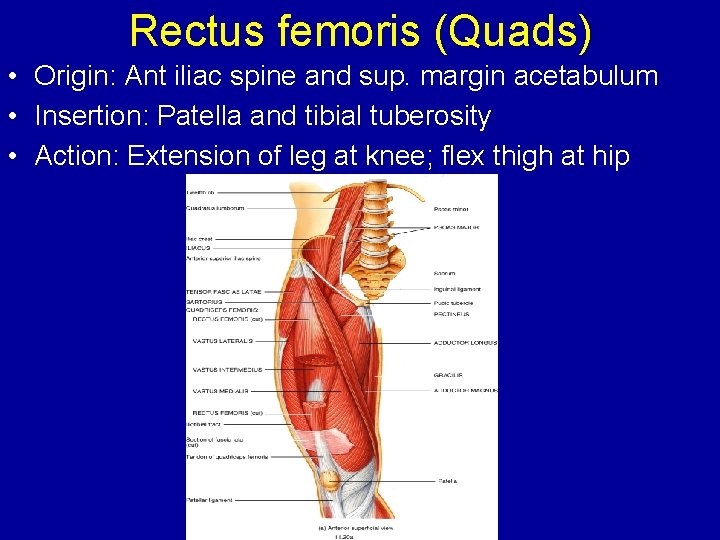 Rectus femoris (Quads) • Origin: Ant iliac spine and sup. margin acetabulum • Insertion: