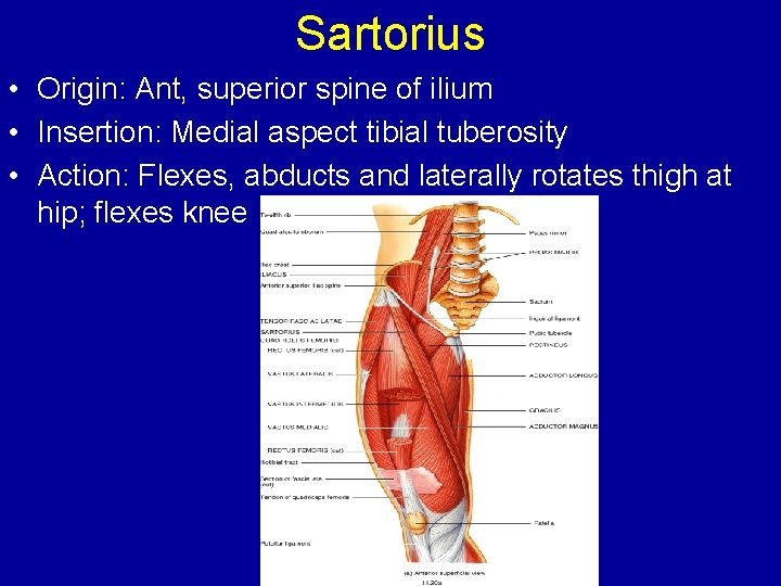 Sartorius • Origin: Ant, superior spine of ilium • Insertion: Medial aspect tibial tuberosity