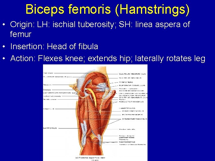 Biceps femoris (Hamstrings) • Origin: LH: ischial tuberosity; SH: linea aspera of femur •
