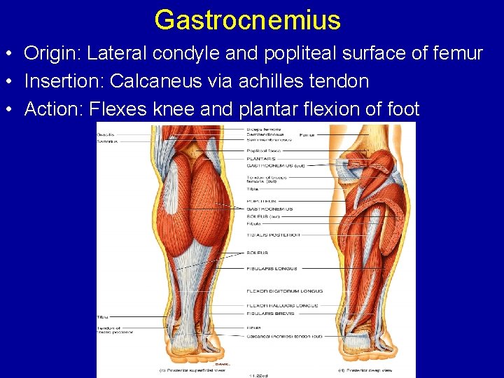 Gastrocnemius • Origin: Lateral condyle and popliteal surface of femur • Insertion: Calcaneus via