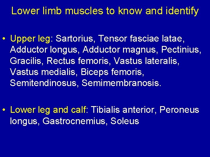 Lower limb muscles to know and identify • Upper leg: Sartorius, Tensor fasciae latae,