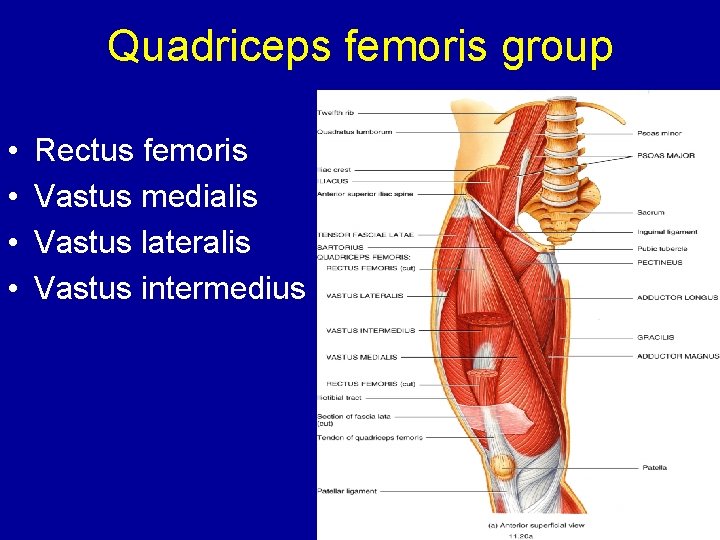 Quadriceps femoris group • • Rectus femoris Vastus medialis Vastus lateralis Vastus intermedius 