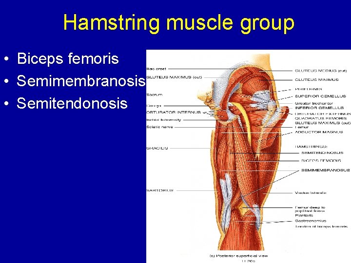 Hamstring muscle group • Biceps femoris • Semimembranosis • Semitendonosis 