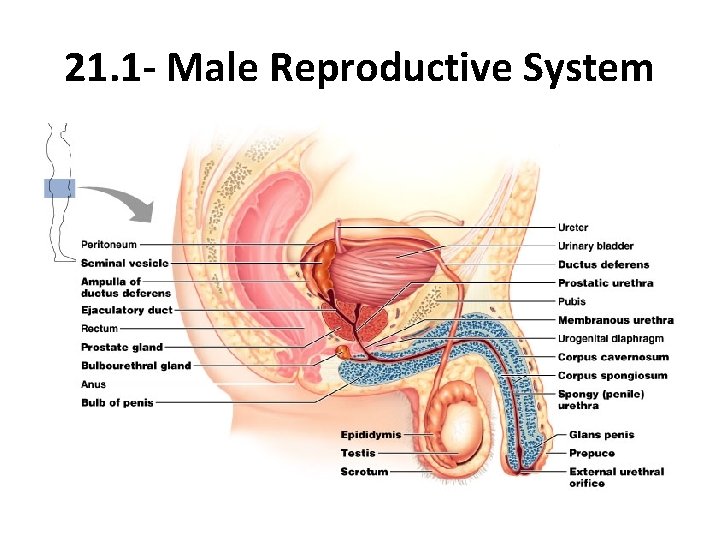 21. 1 - Male Reproductive System 