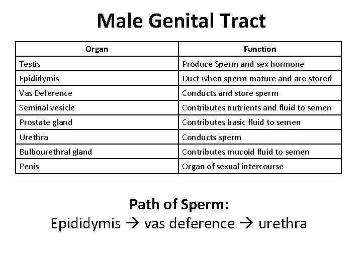 Male Genital Tract Organ Function Testis Produce Sperm and sex hormone Epididymis Duct when