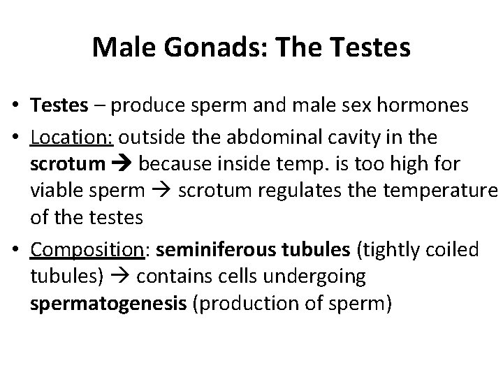 Male Gonads: The Testes • Testes – produce sperm and male sex hormones •