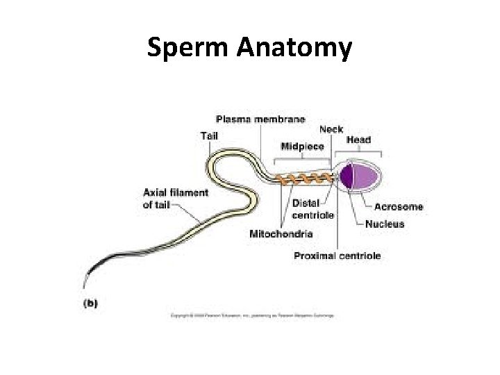Sperm Anatomy 