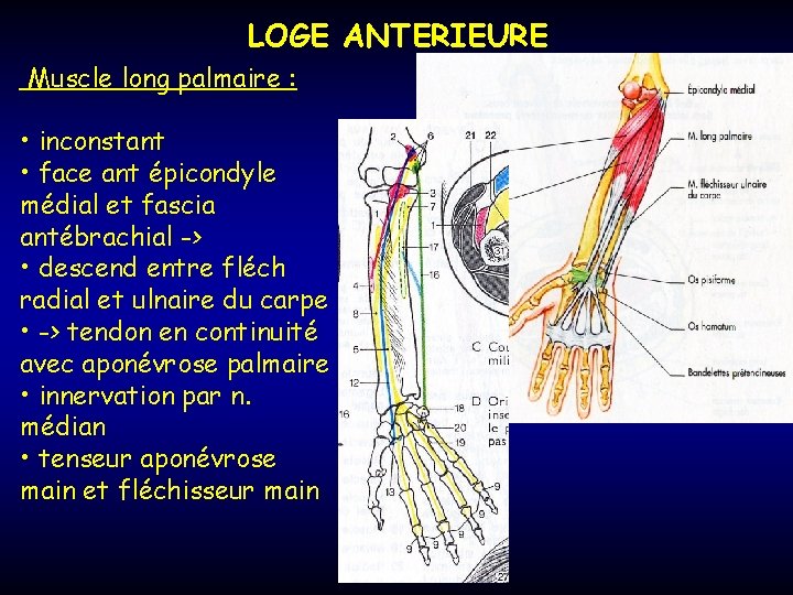 LOGE ANTERIEURE Muscle long palmaire : • inconstant • face ant épicondyle médial et