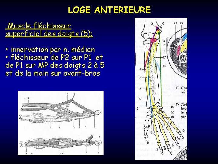 LOGE ANTERIEURE Muscle fléchisseur superficiel des doigts (5): • innervation par n. médian •