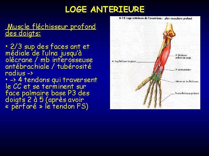 LOGE ANTERIEURE Muscle fléchisseur profond des doigts: • 2/3 sup des faces ant et