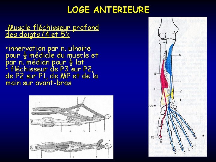 LOGE ANTERIEURE Muscle fléchisseur profond des doigts (4 et 5): • innervation par n.