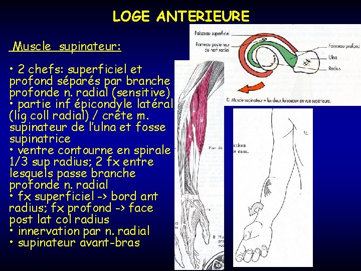 LOGE ANTERIEURE Muscle supinateur: • 2 chefs: superficiel et profond séparés par branche profonde