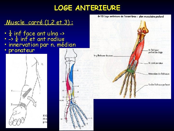 LOGE ANTERIEURE Muscle carré (1, 2 et 3) : • ¼ inf face ant