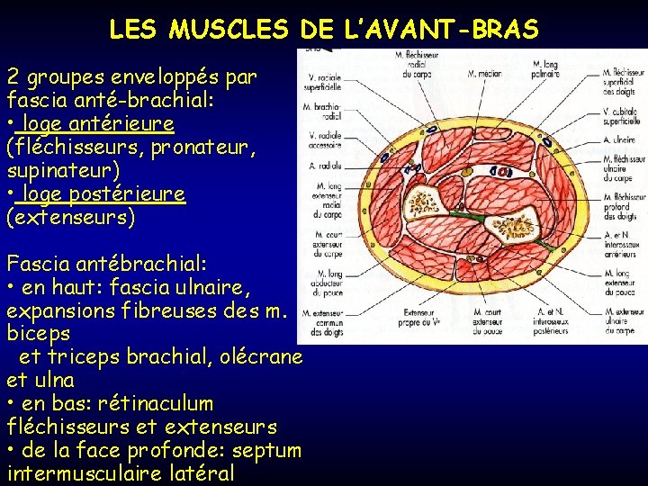 LES MUSCLES DE L’AVANT-BRAS 2 groupes enveloppés par fascia anté-brachial: • loge antérieure (fléchisseurs,