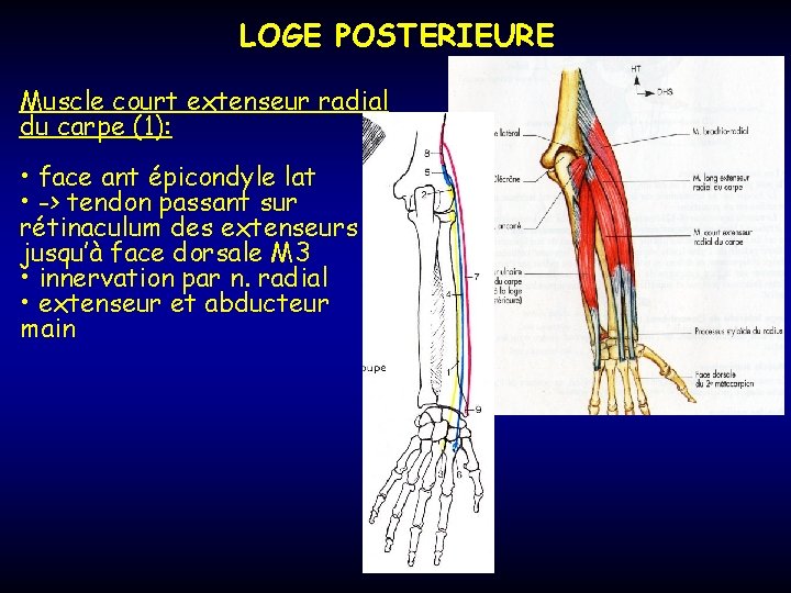 LOGE POSTERIEURE Muscle court extenseur radial du carpe (1): • face ant épicondyle lat